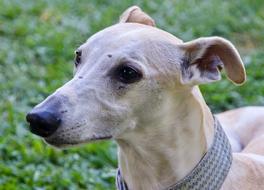Whippet Face Gentle