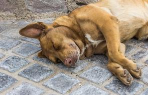 Dog Sleep Park