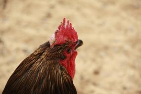 Hahn Chickens Chicken