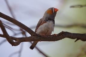 Zebra Finch Bird