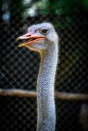 funny ostrich face in the zoo