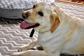 Dog Puppy Cute