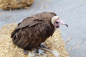 Vulture Bird Raptor