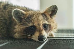 Raccoon Cafe Animal