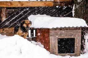 Dog Snowfall