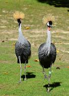 Grey Crowned Crane Baleurica