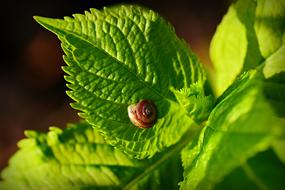 Snail Shell Animal