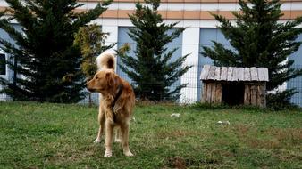 Dog Animal Cute