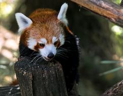 Animal Panda Bear Red