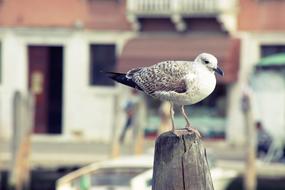 Bird Seagull Water Close