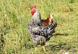 colored chicken in the field