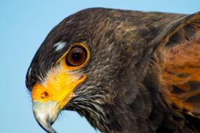 Falco Hawj