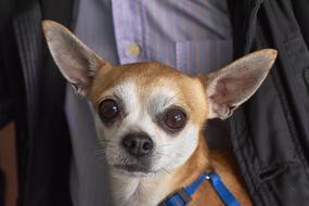 little scared dog