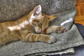 Cat Kitten Animals