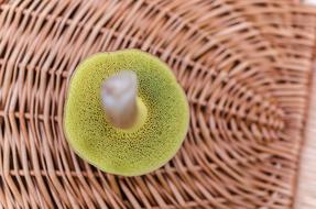 forest green mushroom in a basket