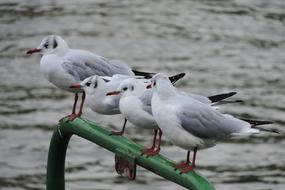 Rhine River Gull