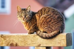 Cat Fur Pet Domestic