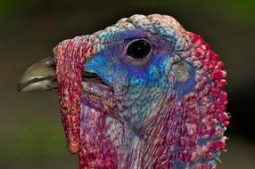 Turkey Animals Bird