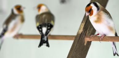 Goldfinch Bird Relationship