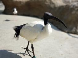Bird Wild Birds Natural