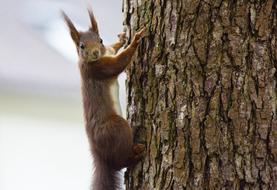 Squirrel Animal Nature