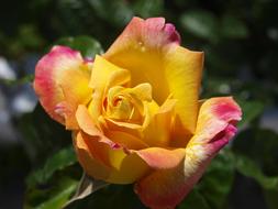 a gorgeous spring rose