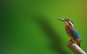Bird Kingfisher Animal
