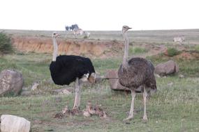 Bouquet Ostriches Bird Flightless