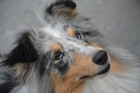 Dog Portrait Bitch Eyes Blue
