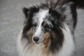 Dog Bitch Domestic Animal Shetland