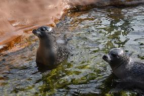 seals floating in the water