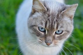 Cat Pussy Nala Eyes