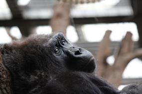 Gorilla Ape Animal London