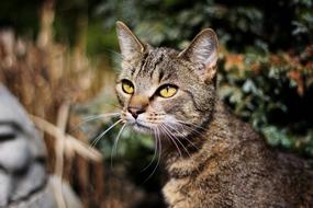 Cat Animal Nature Cat'S