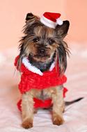Yorkshire Terrier Dog Santa Claus
