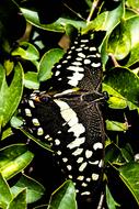 big butterfly on a bush