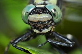 Insect Macro Nature