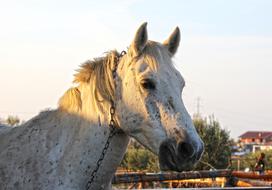Animal Horse White