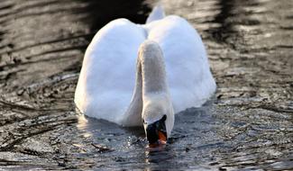 white swan in the lake view
