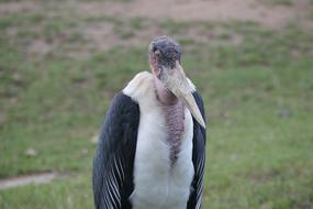 Bird Zoo Animal
