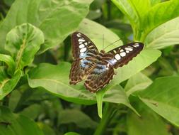Butterfly Insect Animal