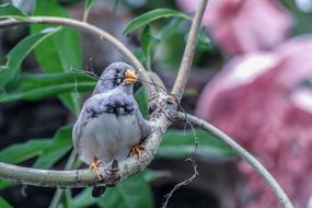 Bird Nature Colorful