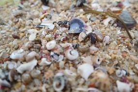 Mussels Beach Sand
