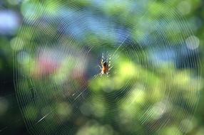 Cobweb Spider Insect