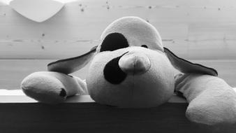 Black And White Contrast Dog
