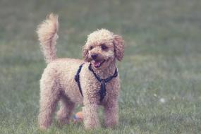 Poodle Dog Pet