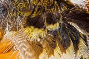 Wing Feather Bird Animal