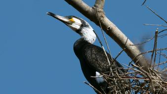 Cormorant Birds Bird