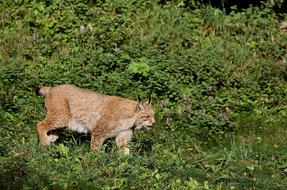 Lynx Big Cat