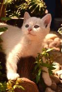 Cat Kitten Pet